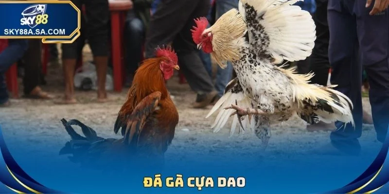 Đá Gà Cựa Dao