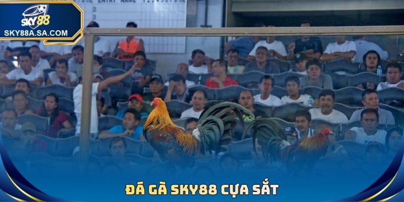 Đá Gà sky88 cựa sắt