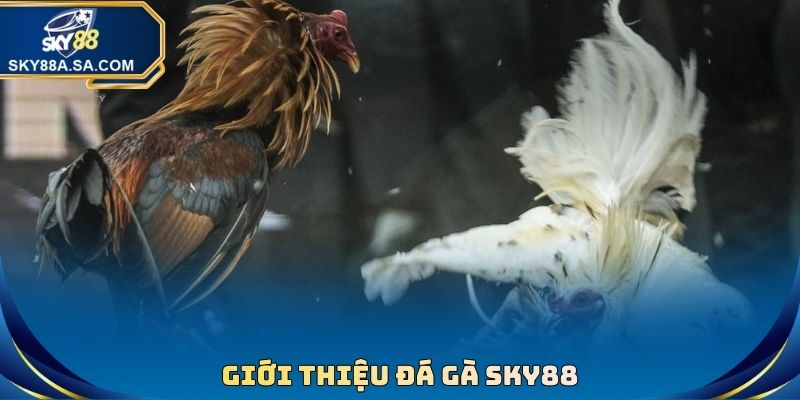 Giới thiệu Đá Gà sky88