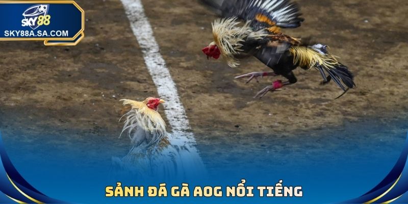 Sảnh đá gà AOG nổi tiếng