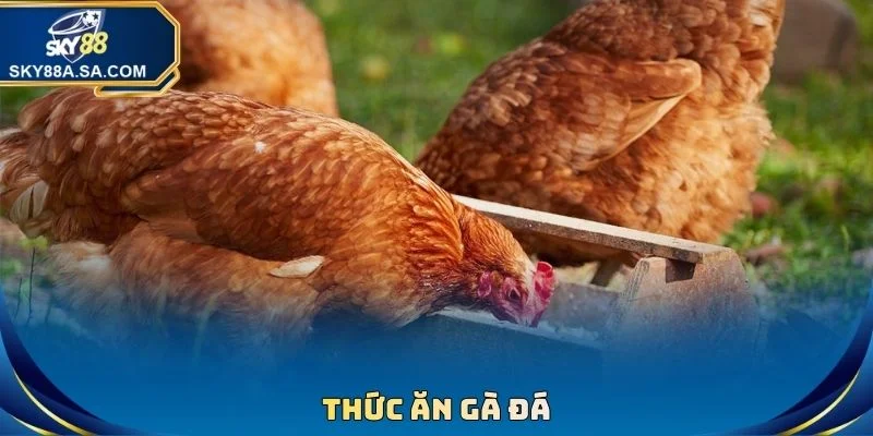 Thức Ăn Gà Đá