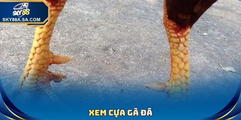 Xem Cựa Gà Đá
